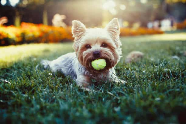 Yorkshire avec une balle de tennis jaune dans la gueule alongé dans l'herbe