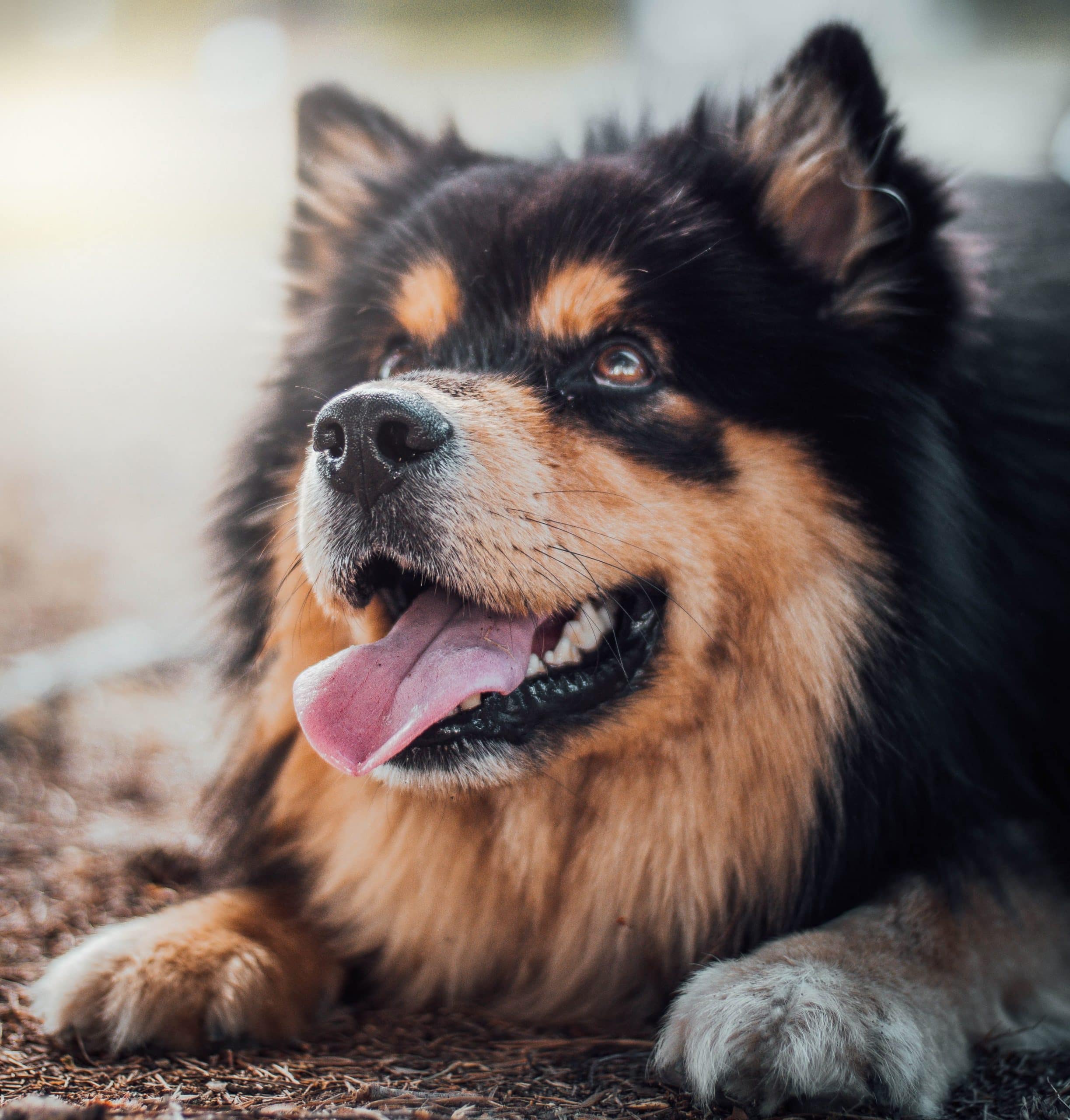 Mon Chien Mange Ses Croquettes En Dehors De Sa Gamelle Mon chien ne veut plus manger ses croquettes : que faire ? - Dog Dog