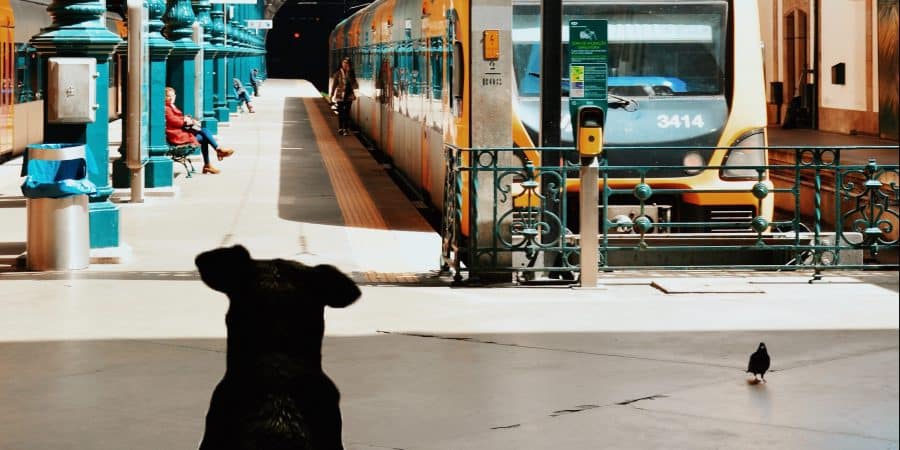 Chien de dos face à un train sur un quai de gare