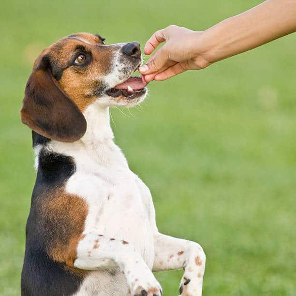 Beagle en train de recevoir une friandise avec un vermifuge de la part de son maître