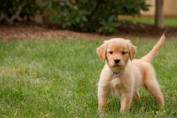 Chiot Golden Retriever dans un jardin en bonne santé