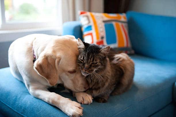 Labrador et chat qui se font un calin sur le canapé