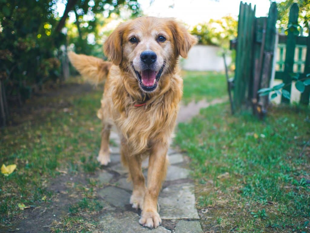 Chien Golden Retriever l'air heureux et en bonne santé dans le jardin