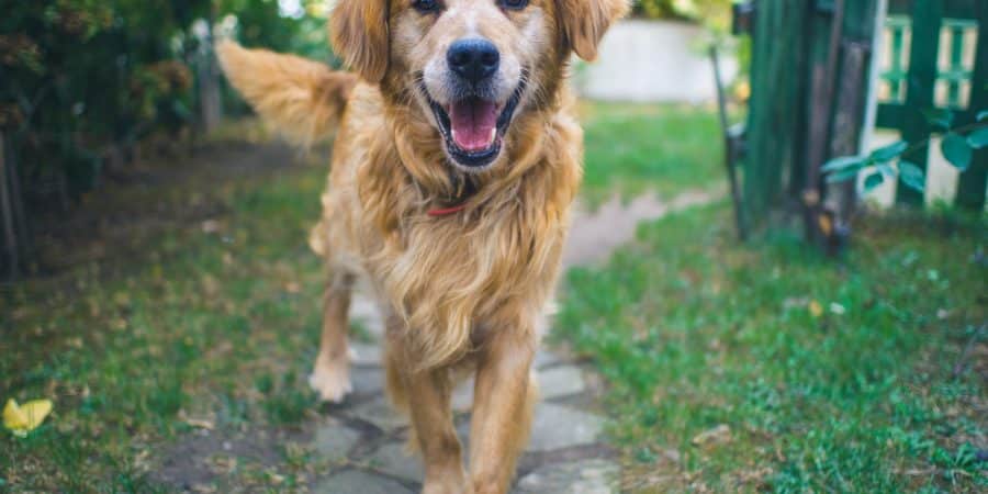 Chien Golden Retriever l'air heureux et en bonne santé dans le jardin