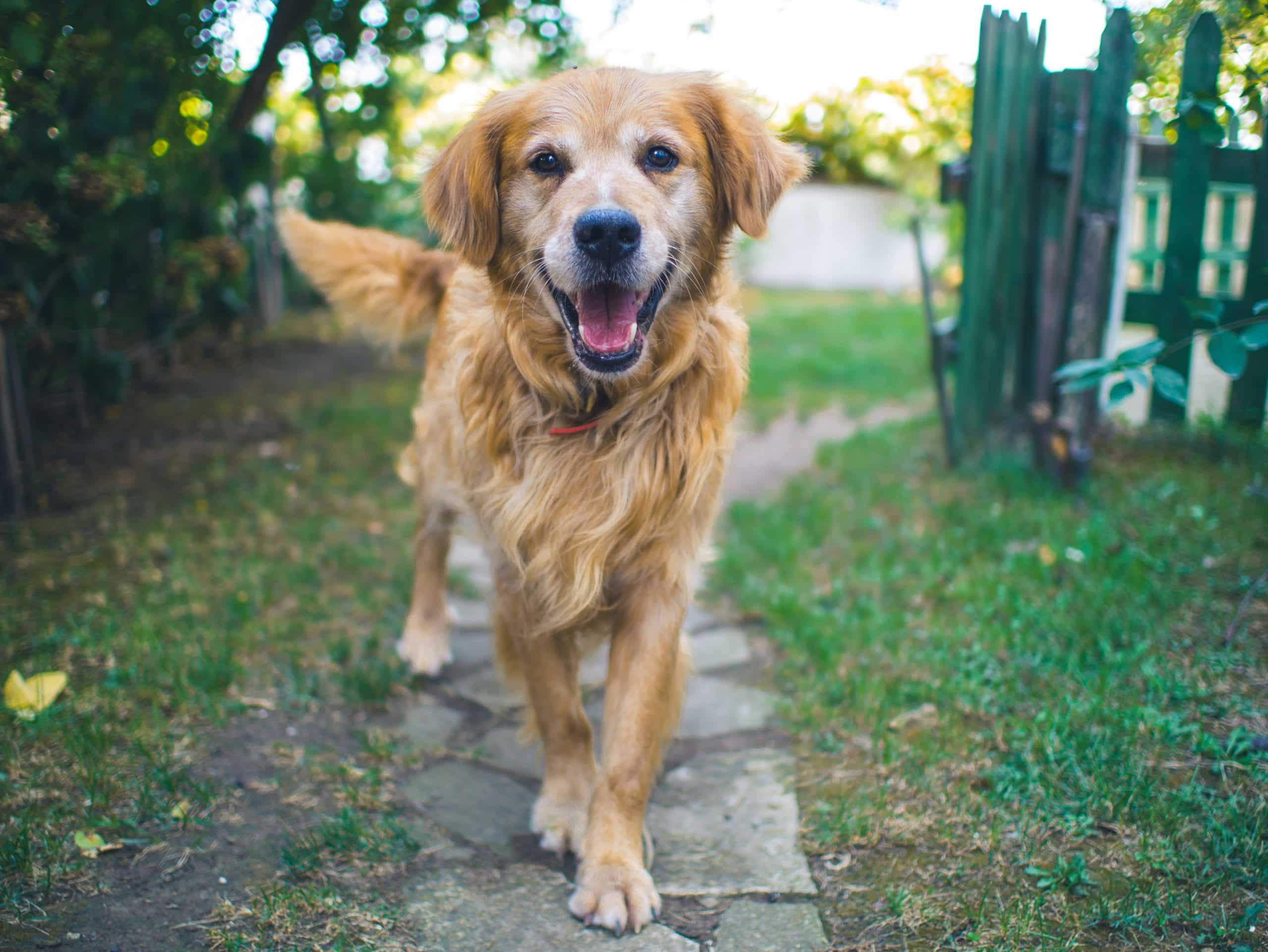 Conseils : comment vermifuger son chien ? - Dog Dog