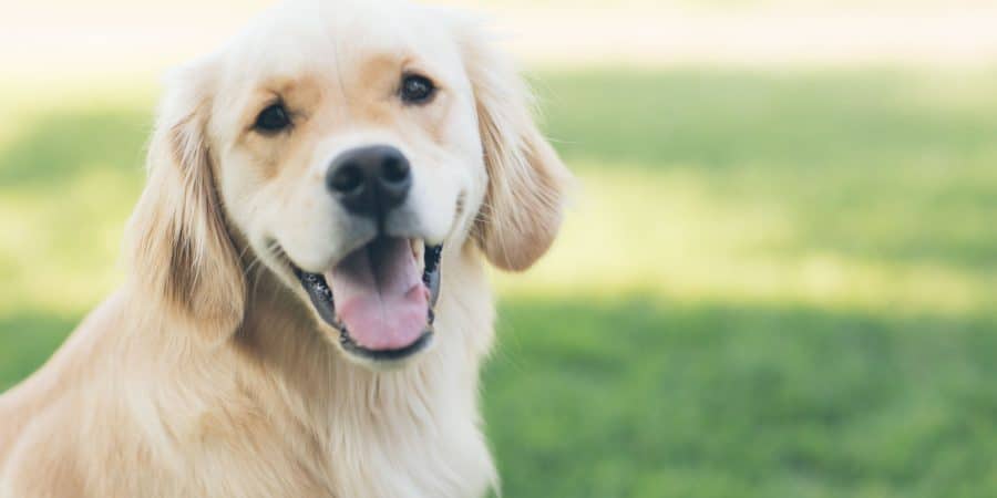 Labrador dans un espace vert