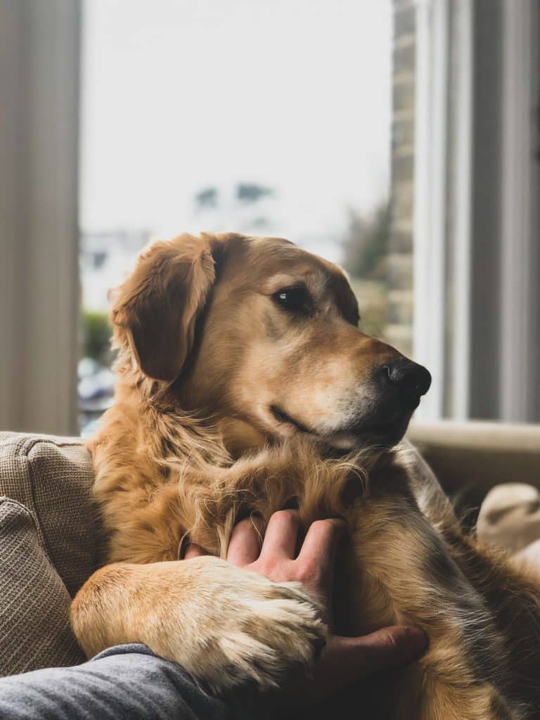 Personne qui caresse un chien sur le canapé