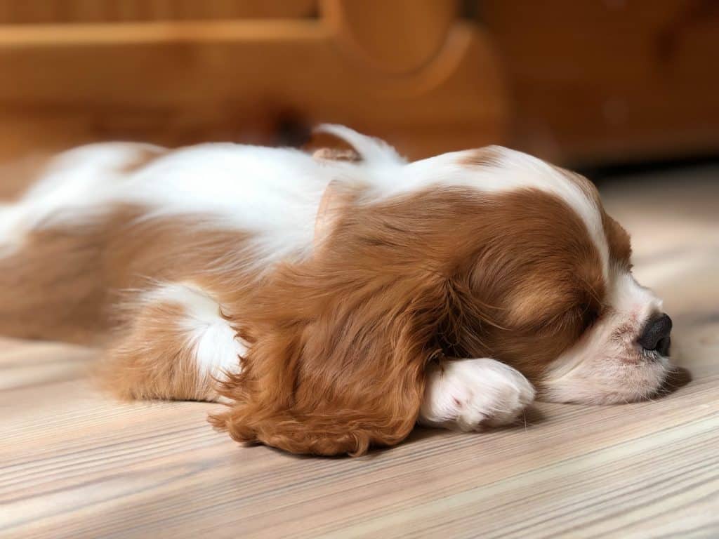 Chiot qui dort sur du parquet