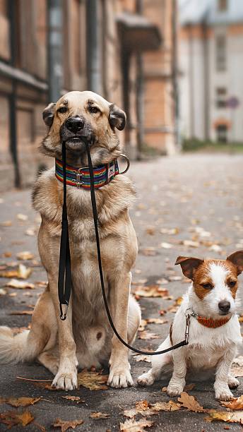 Quelle Race De Chien Es Tu Test En Ligne Dog Dog