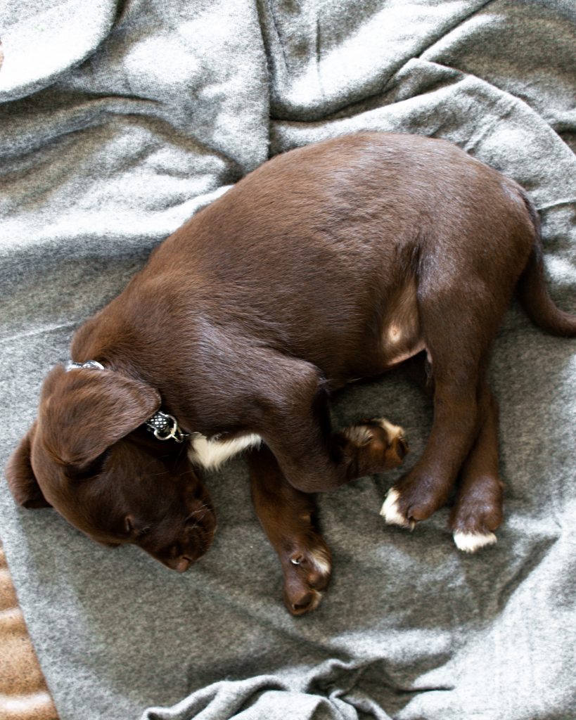 Chiot Labrador marron qui dort sur un canapé
