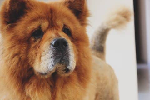Chien avec puces