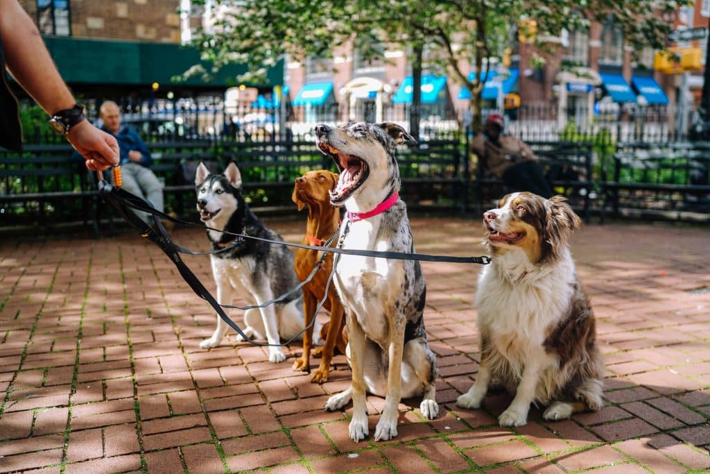 Chiens en promenade