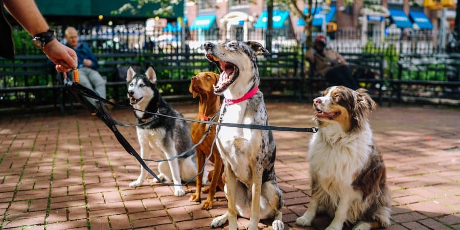 Chiens en promenade