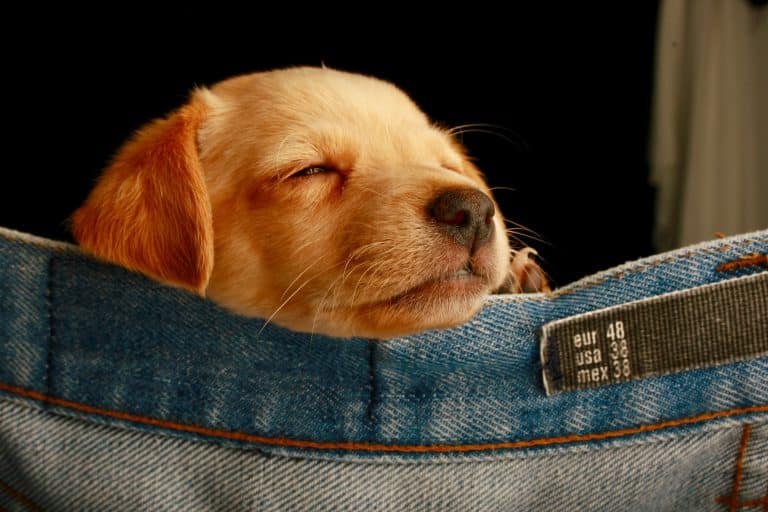Combien de temps dort un chiot par jour ? Dog Dog