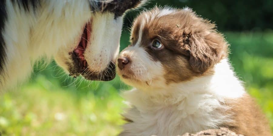 Chiot et grand chien