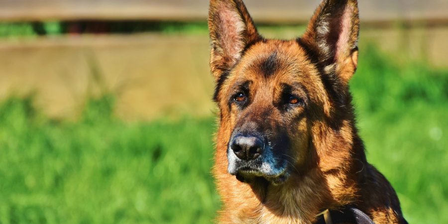 chien de garde