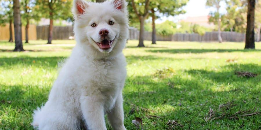 Jeune chien qui s'amuse dans le jardin de son maître