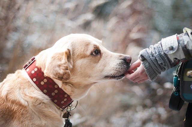 Vaccin pour chien : pourquoi et quand faire vacciner son chien ?