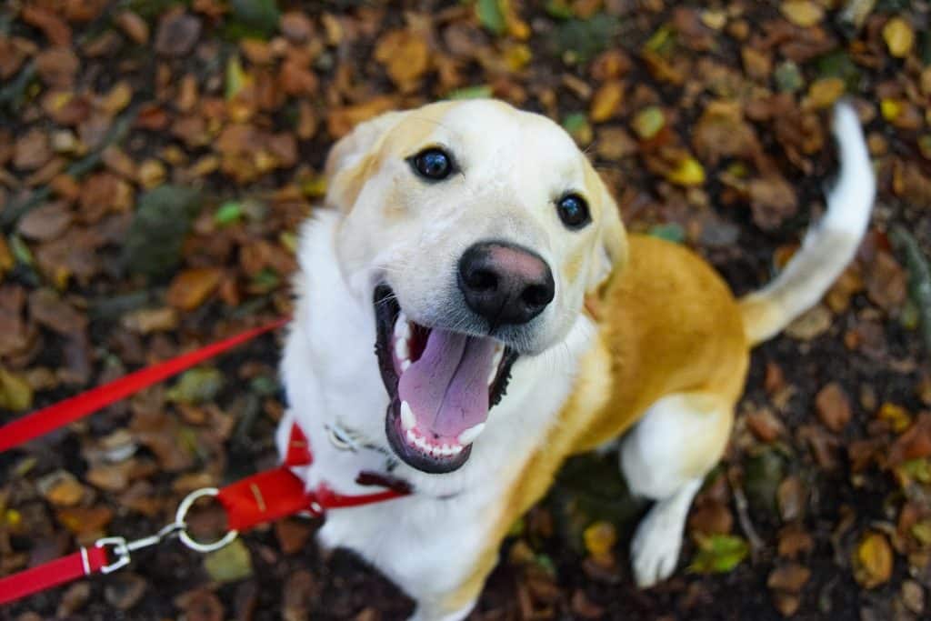 calmer un chien excité