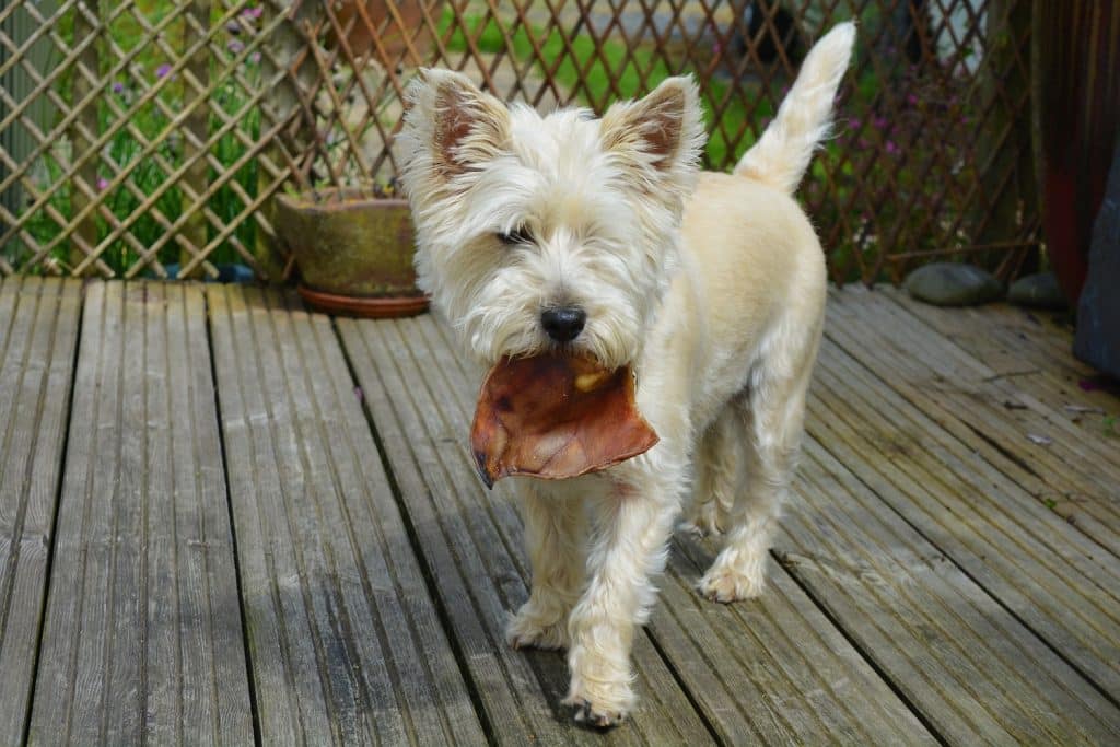nourrir son chien sans croquettes