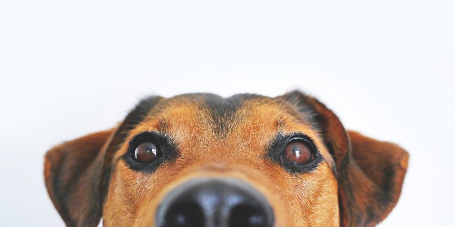 chien qui regarde son maître