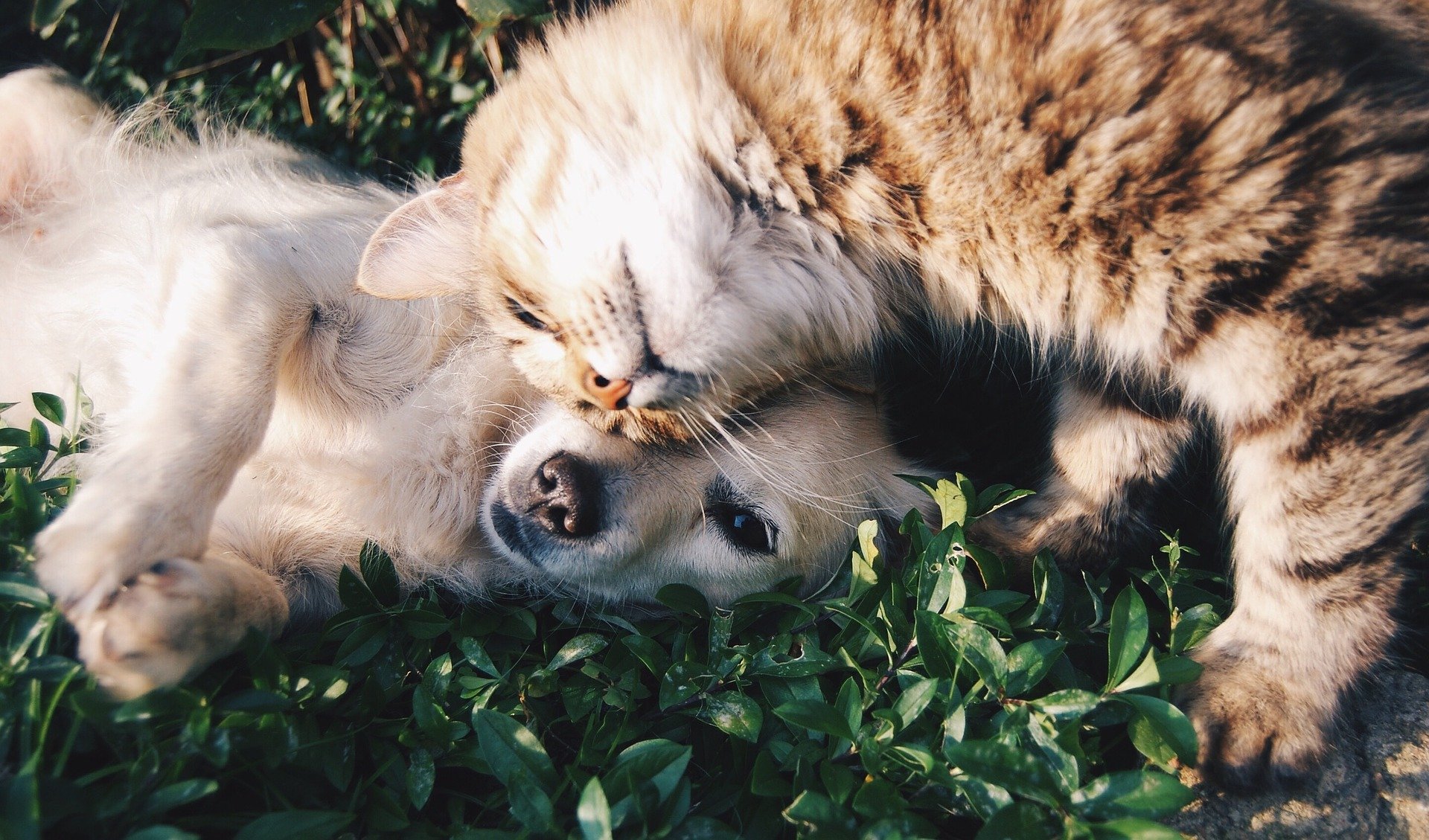 Tu as d’autres animaux ?