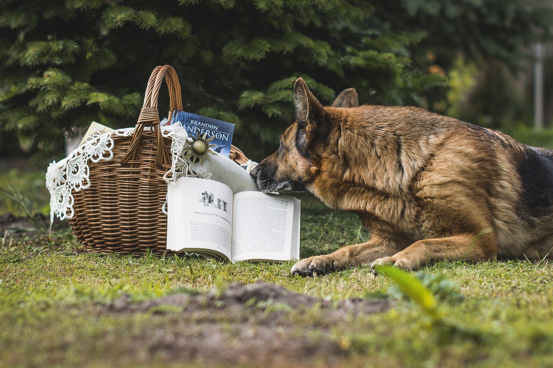 L’éducation canine :