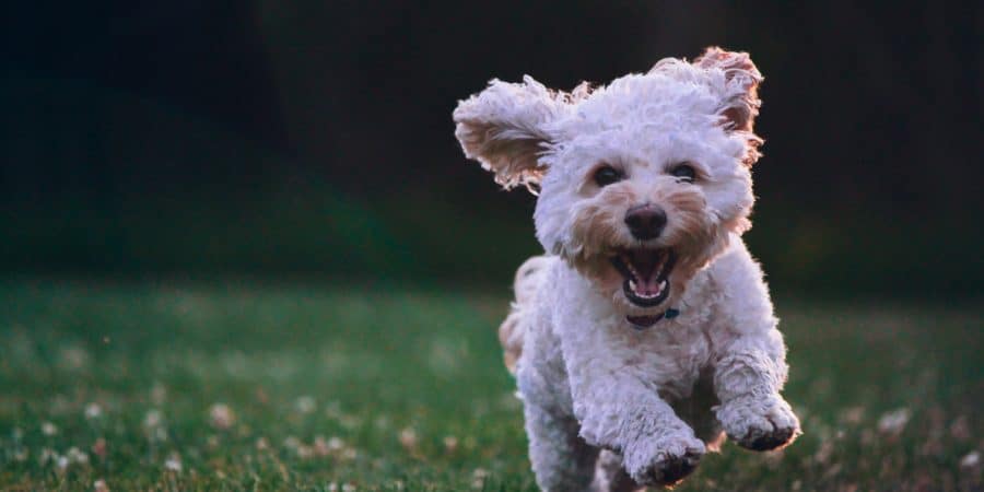 petit chien blanc qui court dans l'herbe