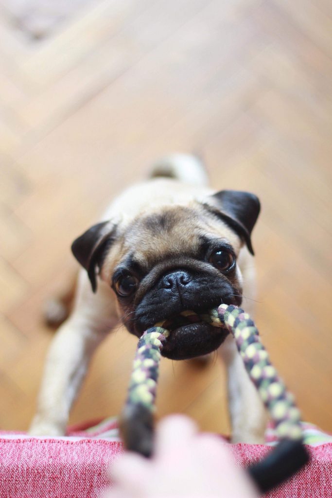 chien qui joue avec une corde