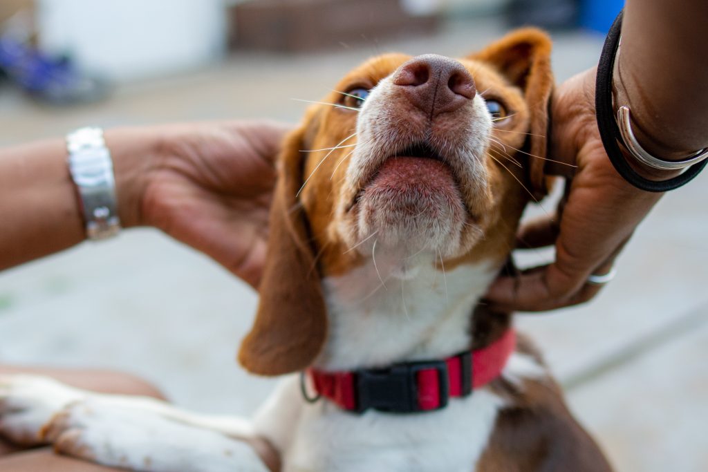 chien touché par son maitre