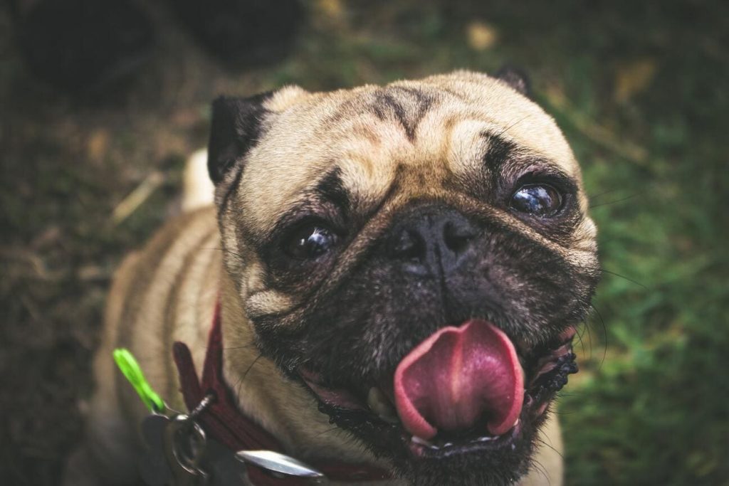 un chien se lèche les babines