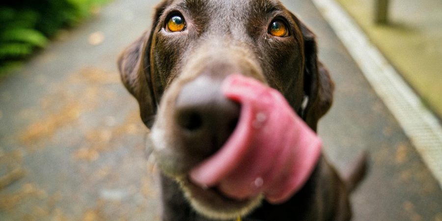 langue d'un chien