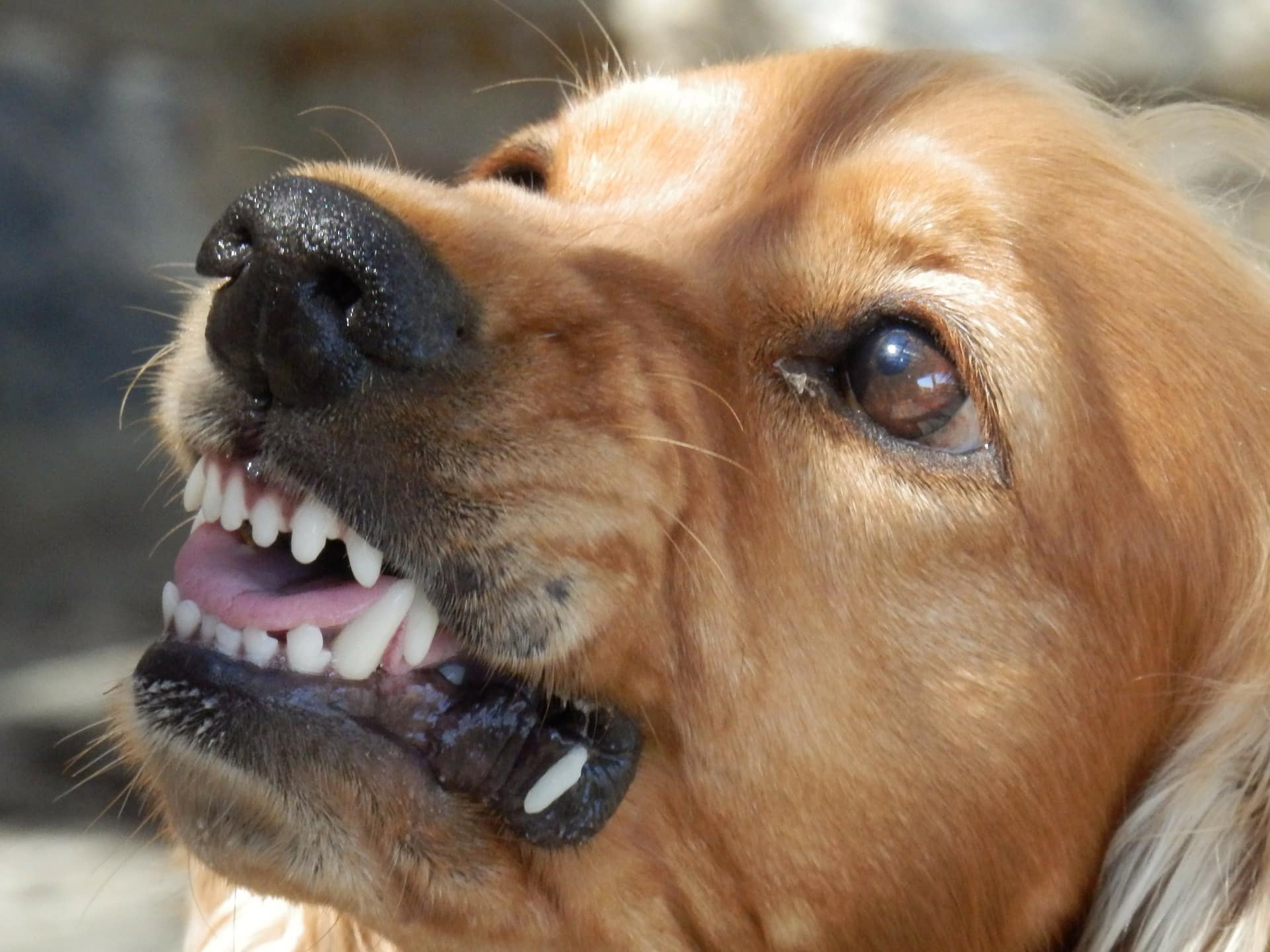Mon chien devient agressif explications et solutions
