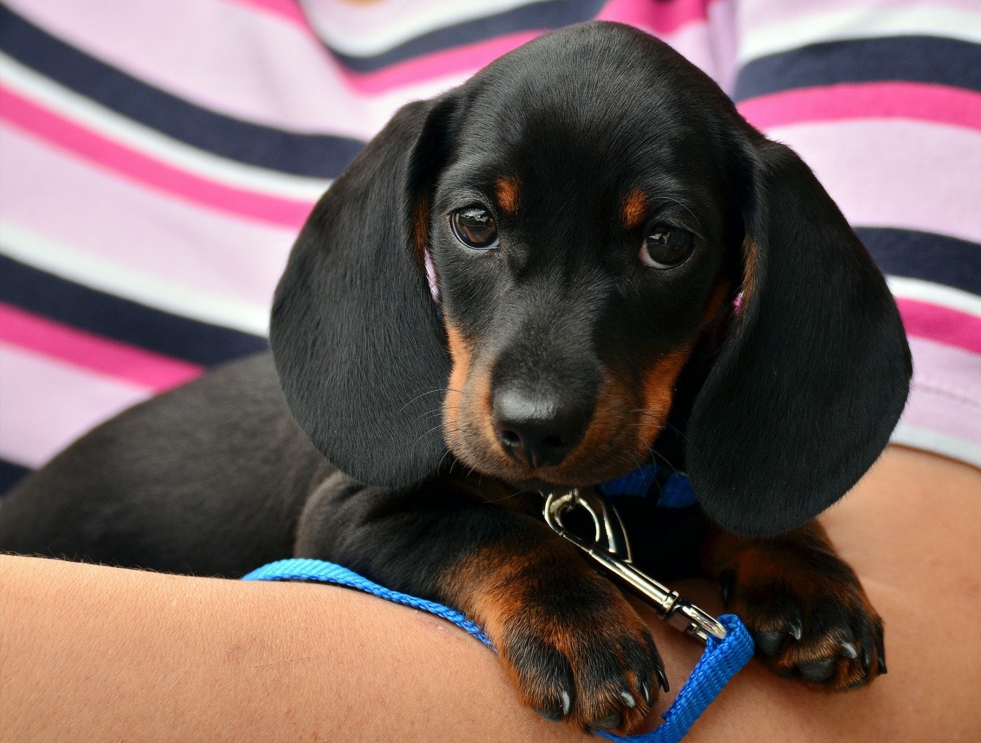 Occlusion intestinale chez le chien symptômes et traitements