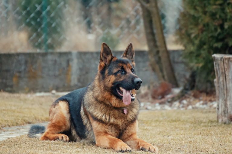 4 conseils pour adopter un chien à la SPA Dog Dog