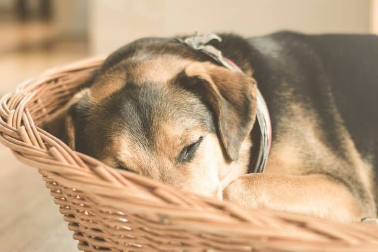 4 conseils pour adopter un chien à la SPA Dog Dog