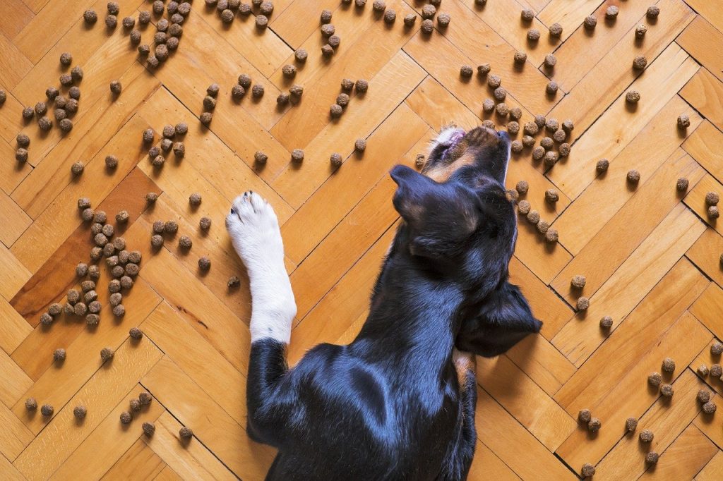 chien allongé sur le sol et entouré de croquettes