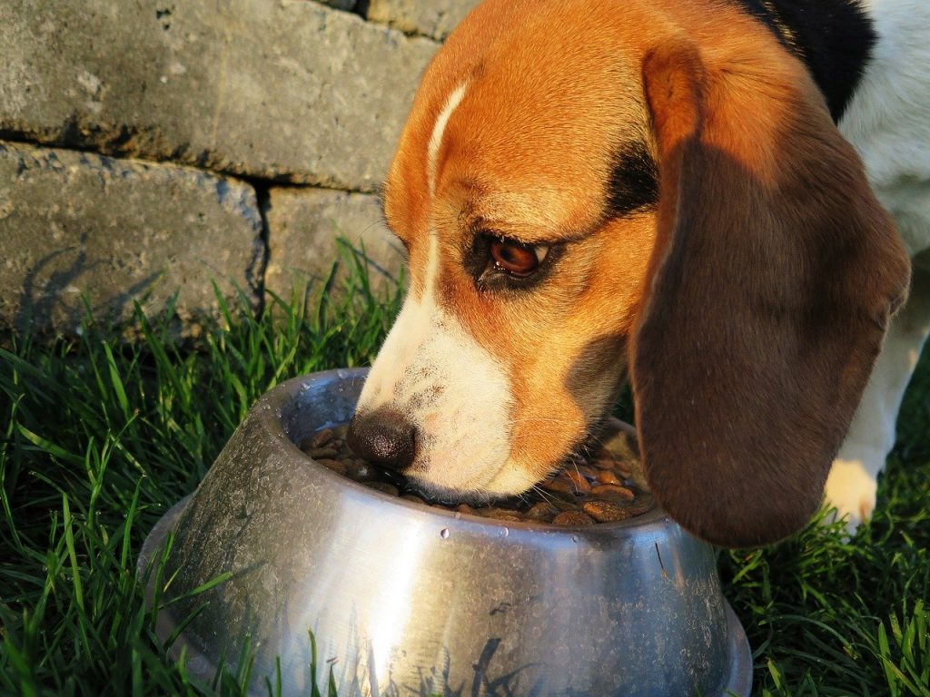 chien qui mange des croquettes dans une gamelle