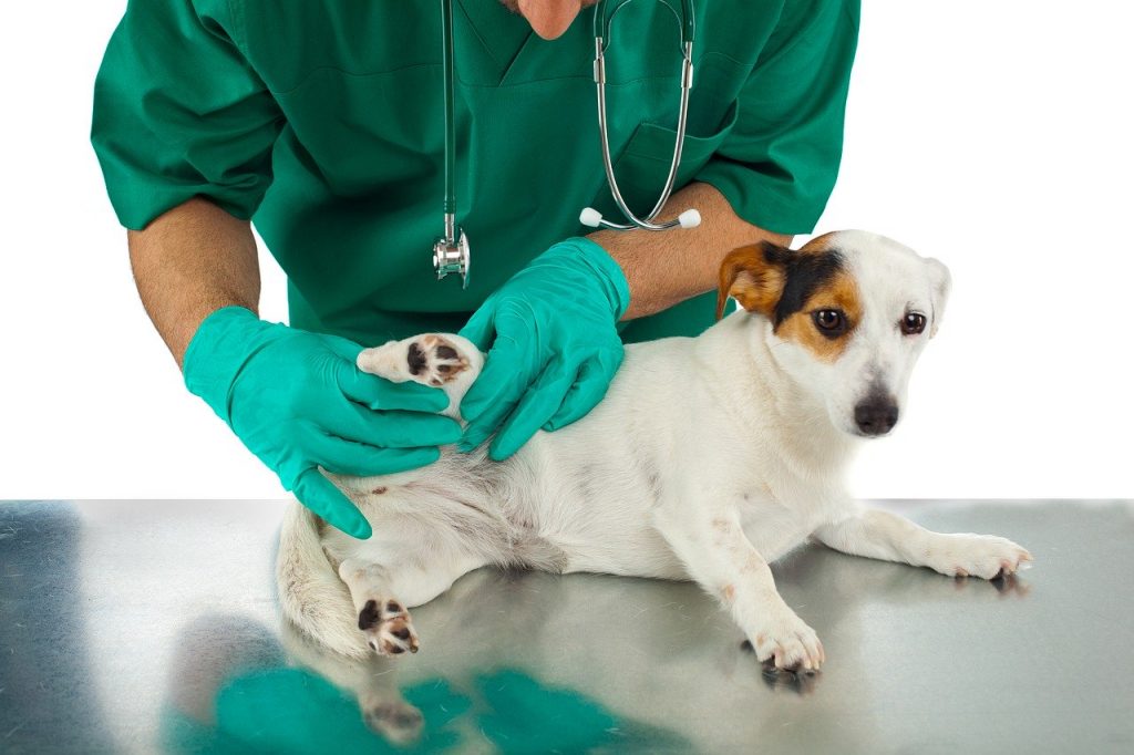 vétérinaire qui ausculte un chien