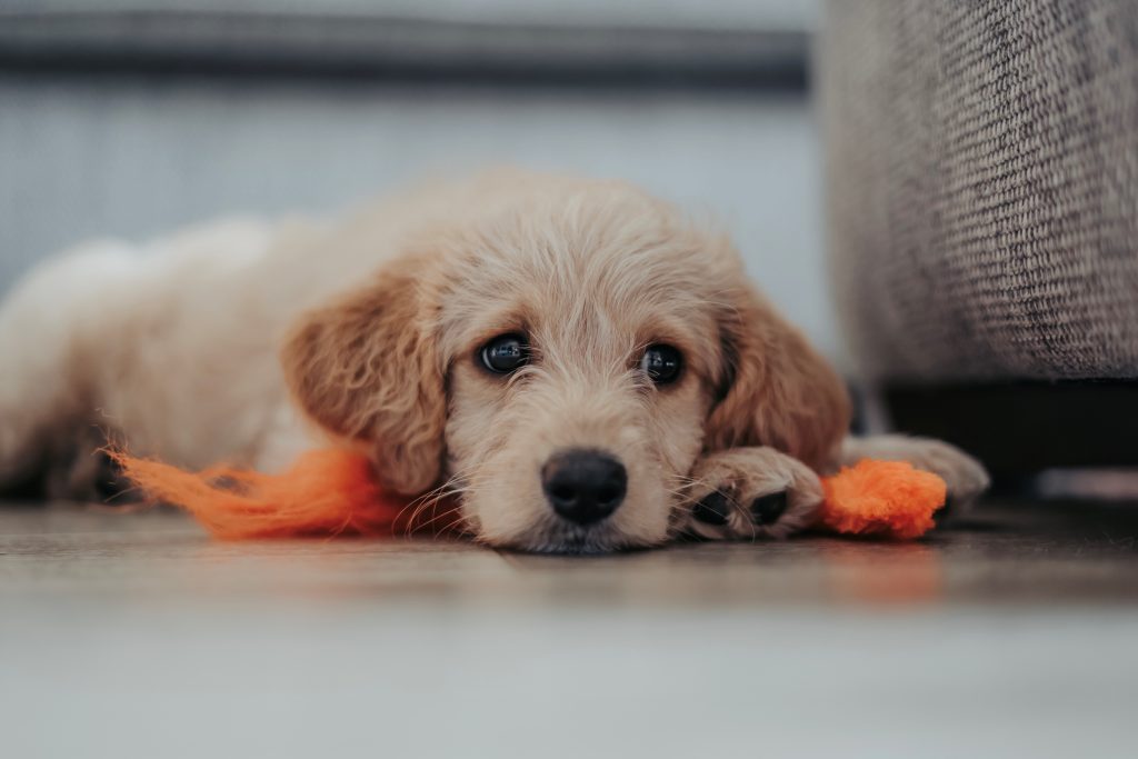 chien anxieux quand il est seul