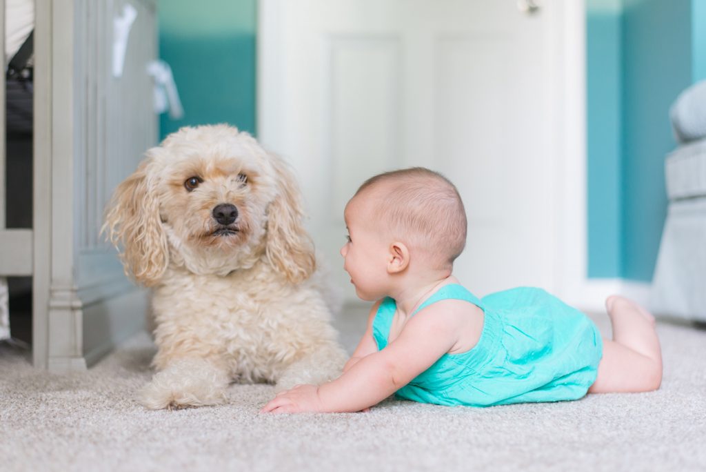 chien allongé à côté d'un bébé