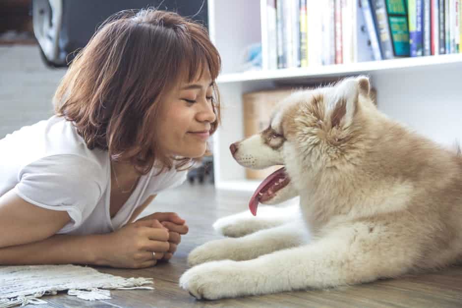 Comment trouver un bon élevage de chiens de race ?