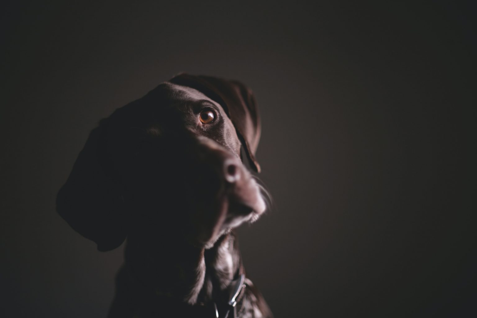 Comment voit un chien ? Vision et évolution de la vue - Dog Dog