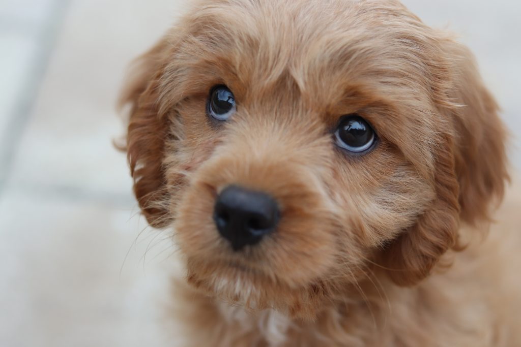 chiot qui pleure