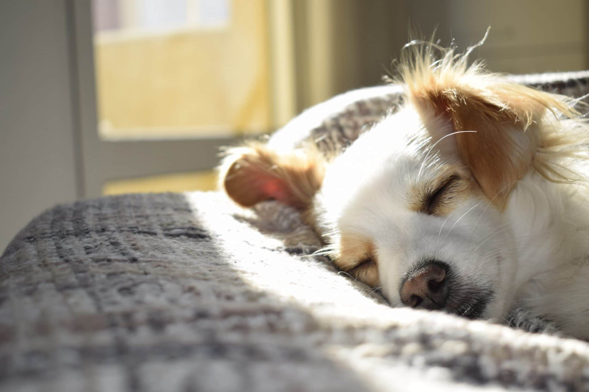 TTA ou TPLO Quelle récupération pour votre chien