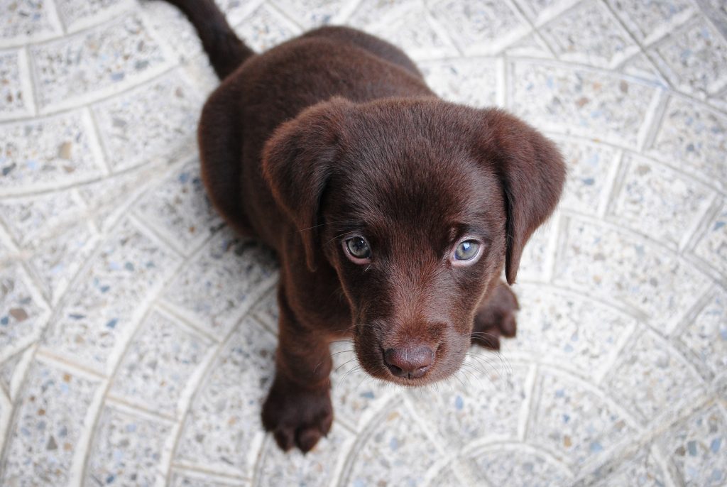 comment voit un chien