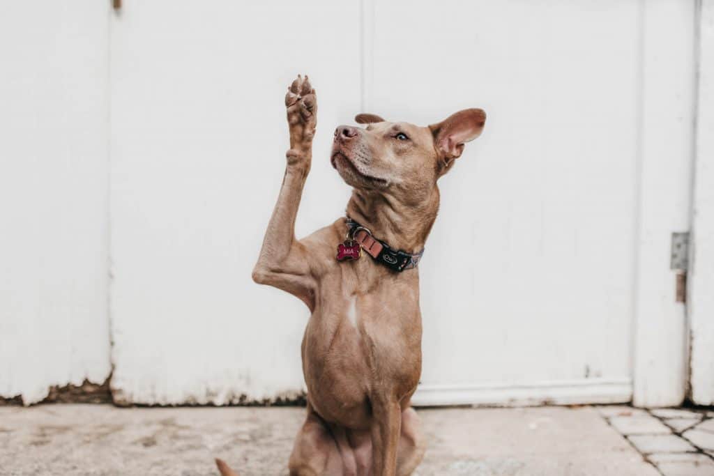 apprendre des tours à son chien