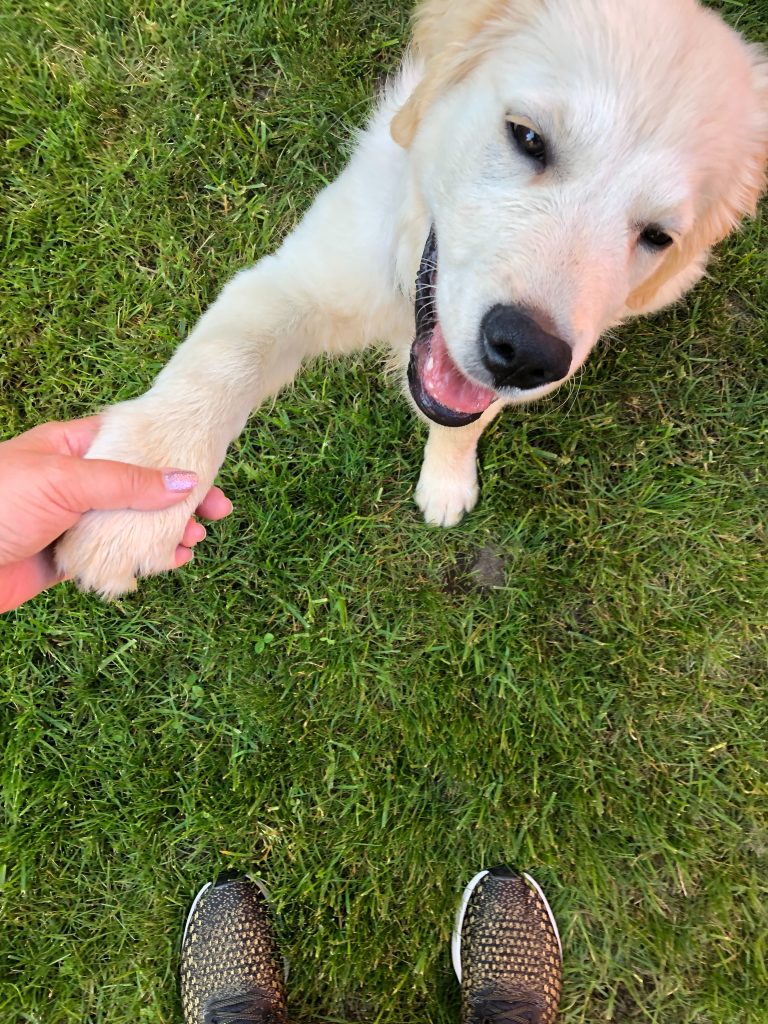 apprendre des tours à son chien