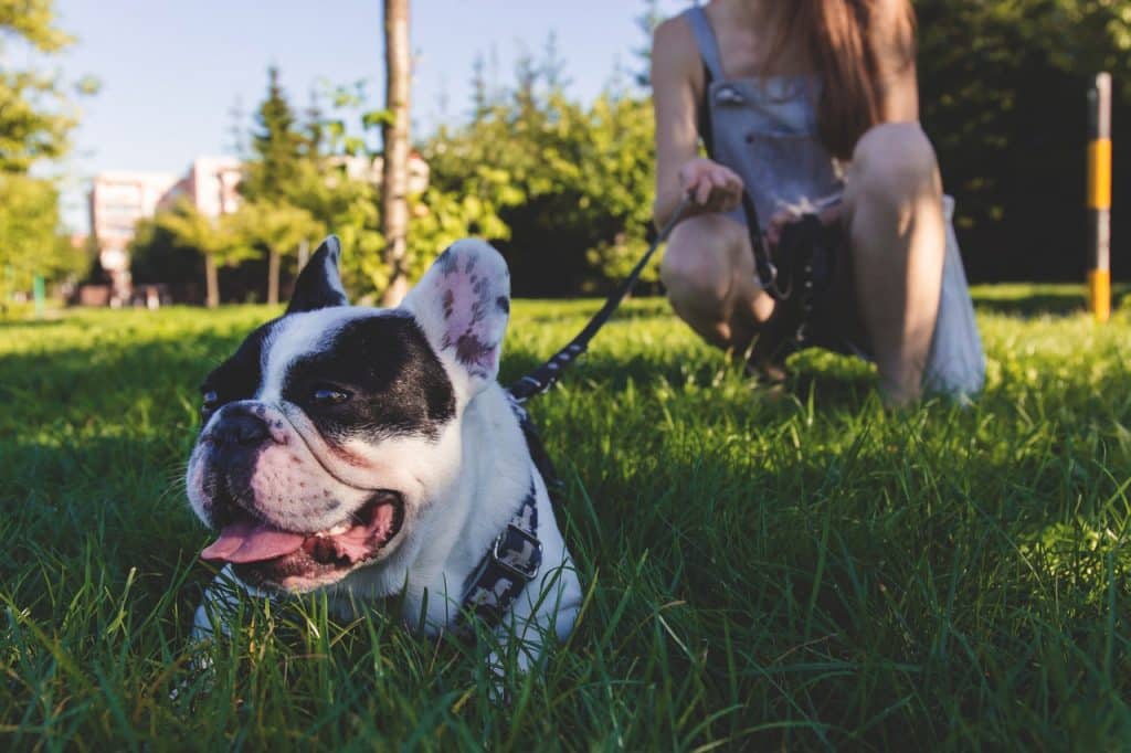 chien en laisse allongé dans l'herbe devant sa maîtresse