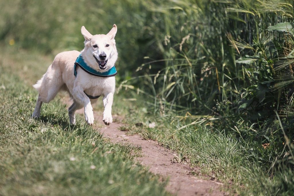 chien qui court sans laisse dans un parc